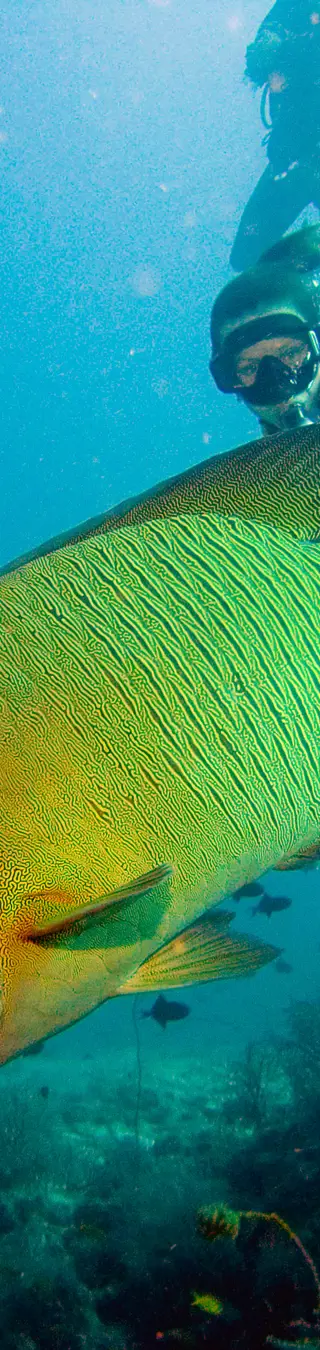 Tauchen mit Weissspitzenhaien und Lippfischen am Shark Point